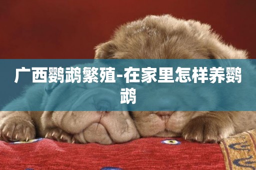 廣西鸚鵡繁殖-在家里怎樣養鸚鵡
