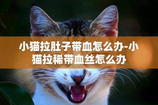 小貓拉肚子帶血怎么辦-小貓拉稀帶血絲怎么辦
