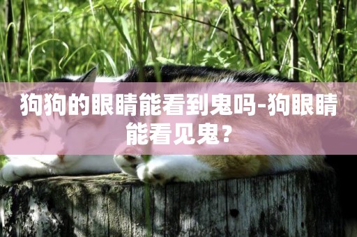 狗狗的眼睛能看到鬼嗎-狗眼睛能看見鬼？
