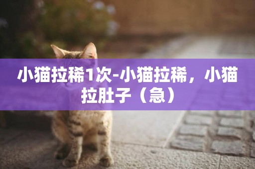 小貓拉稀1次-小貓拉稀，小貓拉肚子（急）