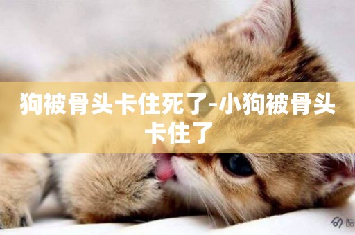 狗被骨頭卡住死了-小狗被骨頭卡住了