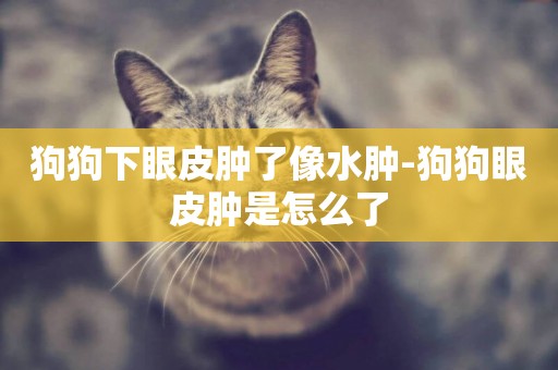 狗狗下眼皮腫了像水腫-狗狗眼皮腫是怎么了