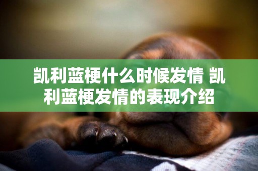 凱利藍梗什么時候發情 凱利藍梗發情的表現介紹