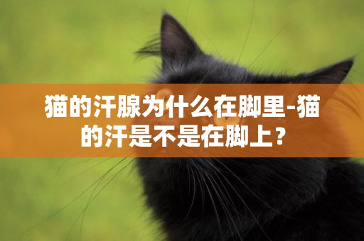 貓的汗腺為什么在腳里-貓的汗是不是在腳上？