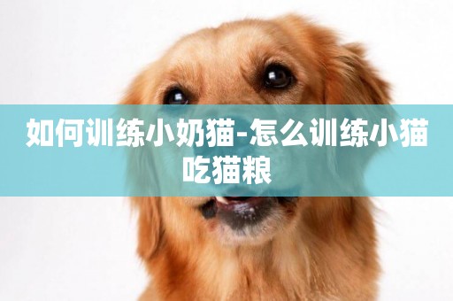 如何訓練小奶貓-怎么訓練小貓吃貓糧