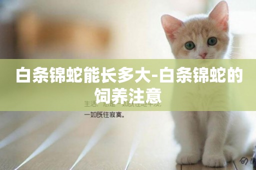 白條錦蛇能長多大-白條錦蛇的飼養注意