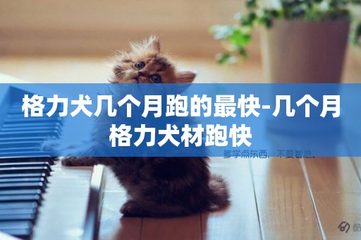 格力犬幾個月跑的最快-幾個月格力犬材跑快