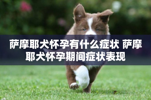 薩摩耶犬懷孕有什么癥狀 薩摩耶犬懷孕期間癥狀表現