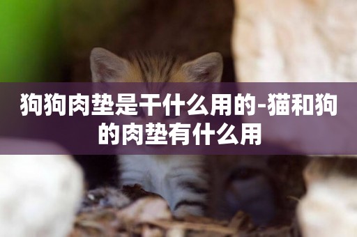 狗狗肉墊是干什么用的-貓和狗的肉墊有什么用