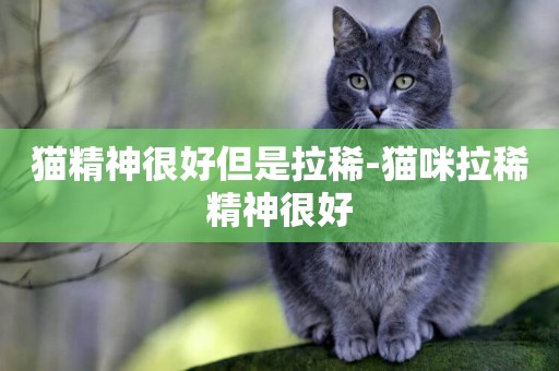 貓精神很好但是拉稀-貓咪拉稀精神很好