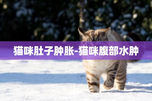 貓咪肚子腫脹-貓咪腹部水腫
