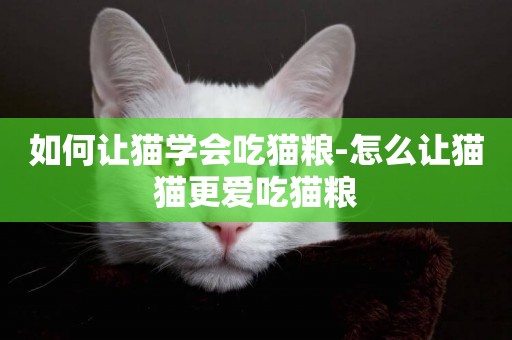 如何讓貓學會吃貓糧-怎么讓貓貓更愛吃貓糧