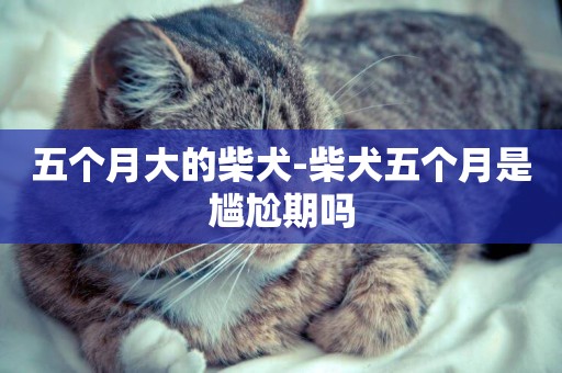 五個月大的柴犬-柴犬五個月是尷尬期嗎