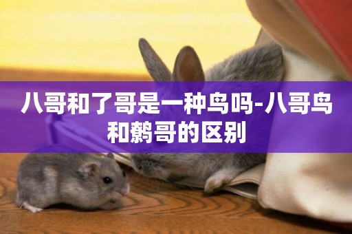 八哥和了哥是一種鳥嗎-八哥鳥和鷯哥的區別