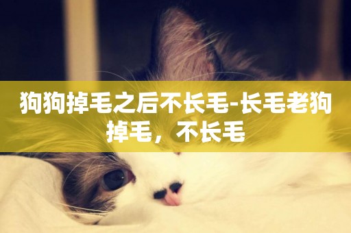 狗狗掉毛之后不長毛-長毛老狗掉毛，不長毛