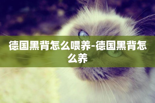 德國黑背怎么喂養-德國黑背怎么養