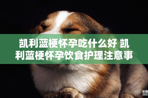 凱利藍梗懷孕吃什么好 凱利藍梗懷孕飲食護理注意事項