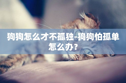 狗狗怎么才不孤獨-狗狗怕孤單怎么辦？