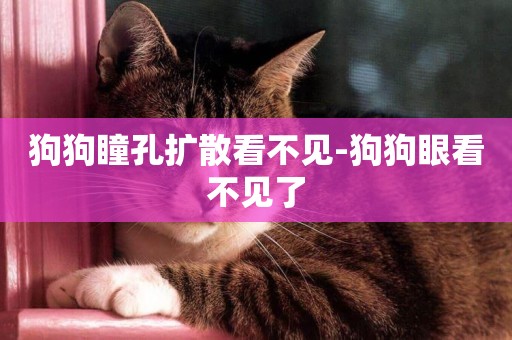 狗狗瞳孔擴散看不見-狗狗眼看不見了