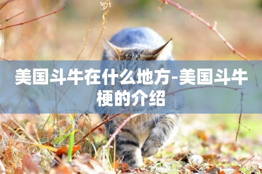美國斗牛在什么地方-美國斗牛梗的介紹
