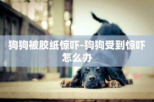 狗狗被膠紙驚嚇-狗狗受到驚嚇怎么辦