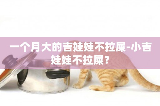 一個月大的吉娃娃不拉屎-小吉娃娃不拉屎？
