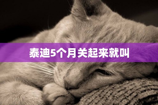 泰迪5個月關起來就叫
