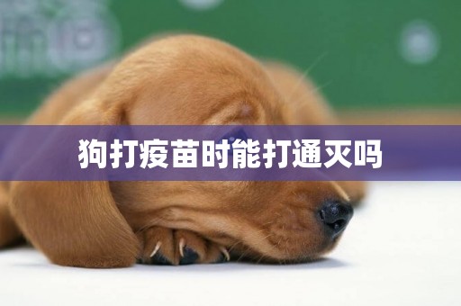 狗打疫苗時能打通滅嗎