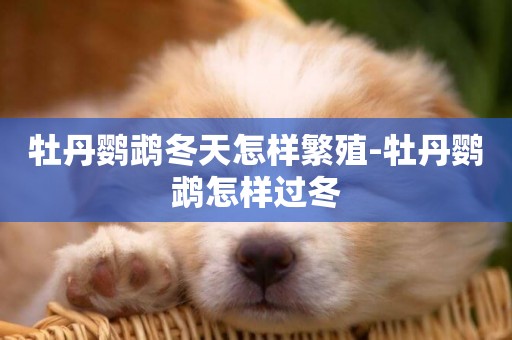 牡丹鸚鵡冬天怎樣繁殖-牡丹鸚鵡怎樣過冬