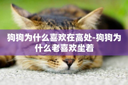 狗狗為什么喜歡在高處-狗狗為什么老喜歡坐著
