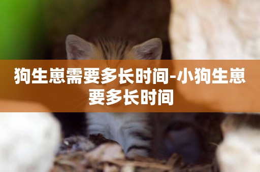 狗生崽需要多長時間-小狗生崽要多長時間