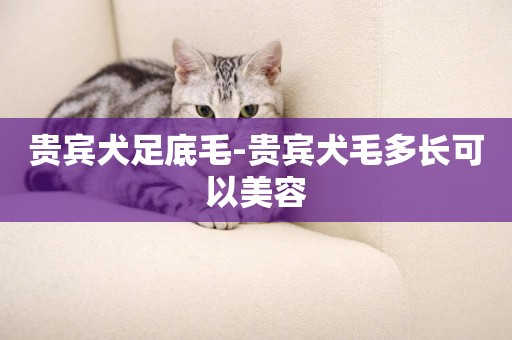 貴賓犬足底毛-貴賓犬毛多長可以美容