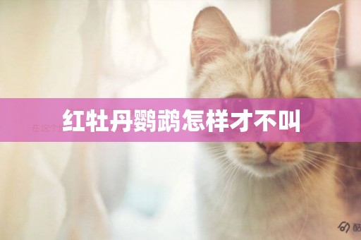 紅牡丹鸚鵡怎樣才不叫
