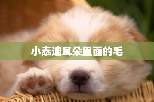 小泰迪耳朵里面的毛