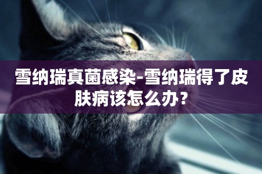 雪納瑞真菌感染-雪納瑞得了皮膚病該怎么辦？