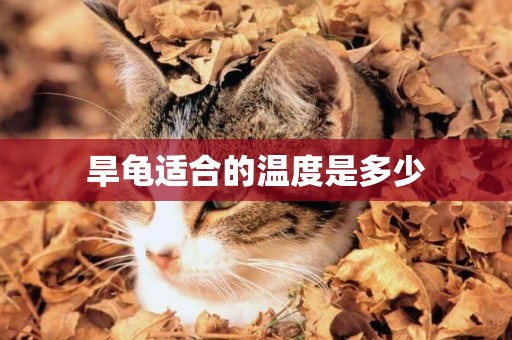 旱龜適合的溫度是多少