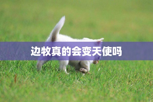 邊牧真的會變天使嗎