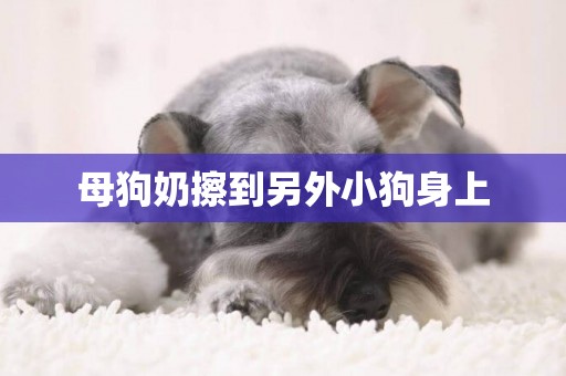 母狗奶擦到另外小狗身上