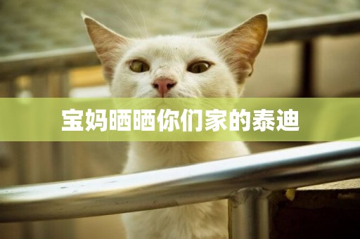 寶媽曬曬你們家的泰迪