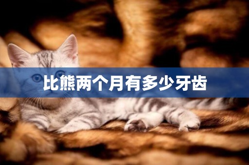 比熊兩個月有多少牙齒