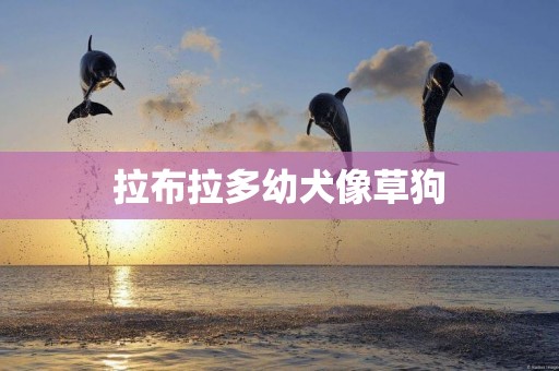 拉布拉多幼犬像草狗