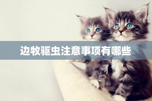 邊牧驅蟲注意事項有哪些
