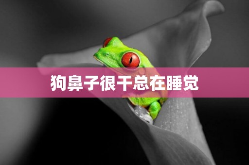狗鼻子很干總在睡覺