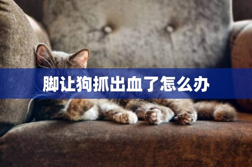 腳讓狗抓出血了怎么辦