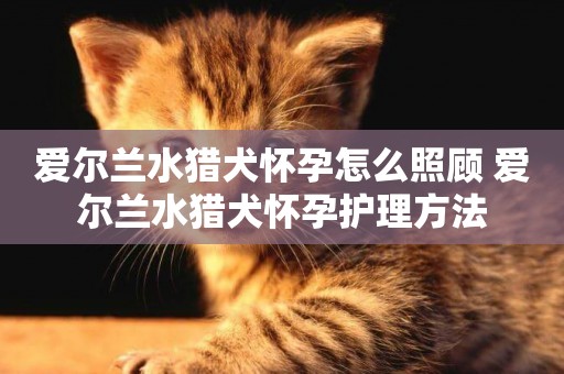 愛爾蘭水獵犬懷孕怎么照顧 愛爾蘭水獵犬懷孕護理方法