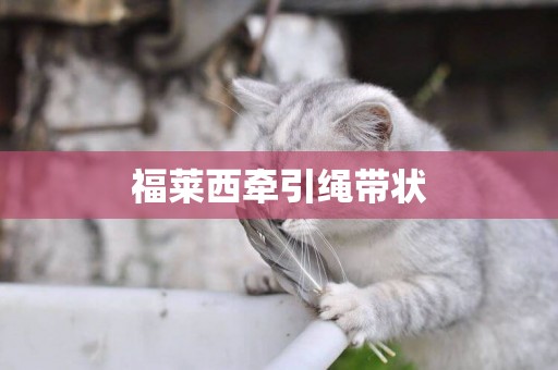 福萊西牽引繩帶狀