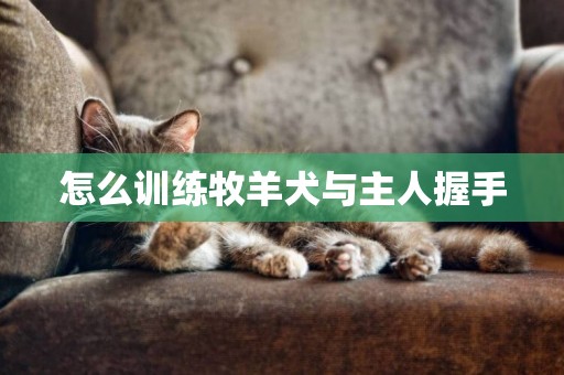 怎么訓練牧羊犬與主人握手