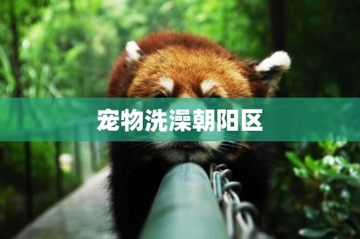 寵物洗澡朝陽區