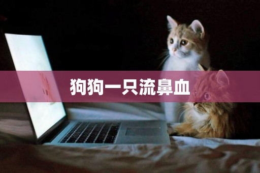 狗狗一只流鼻血
