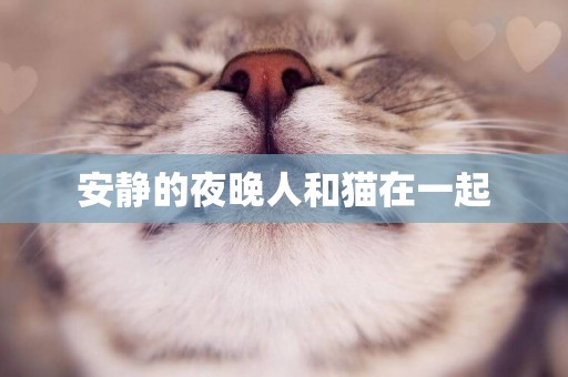 安靜的夜晚人和貓在一起